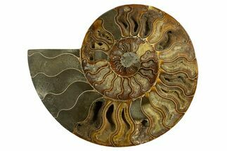 Cut & Polished Ammonite Fossil (Half) - Madagascar #317854