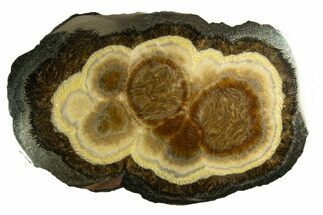 Polished Barite and Marcasite - Lubin Mine, Poland #335150