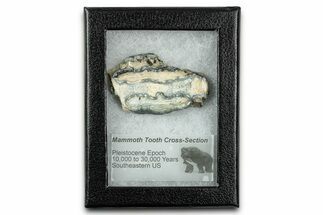Mammoth Molar Slice With Case - South Carolina #335153