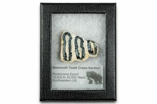 Mammoth Molar Slice With Case - South Carolina #335157