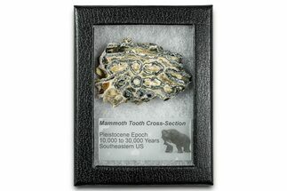 Mammoth Molar Slice With Case - South Carolina #335162