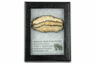 Mammoth Molar Slice With Case - South Carolina #335163