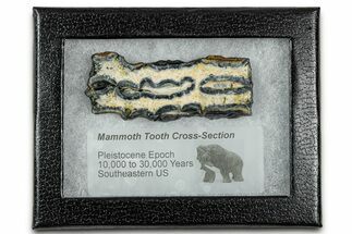 Mammoth Molar Slice With Case - South Carolina #335166