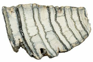 Polished Mammoth Molar Slice - South Carolina #335394