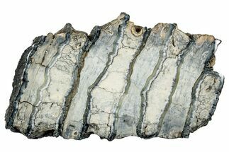 Polished Mammoth Molar Slice - South Carolina #335396