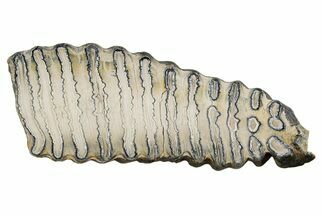 Polished Mammoth Molar Slice - South Carolina #335409