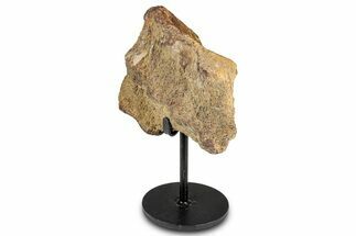 Fossil Triceratops Partial Vertebra w/ Metal Stand - South Dakota #335510