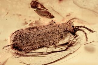 Detailed Fossil Leaf Beetle (Sucinagonia) in Baltic Amber - Rare #335548