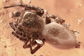 Detailed Fossil Spider (Salticidae & Oonopidae) In Baltic Amber #335561