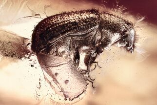 Detailed Fossil Bark Beetle (Scolytinae) in Baltic Amber #335653