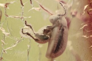 Fossil Flea Beetle (Galerucinae) in Baltic Amber #335664