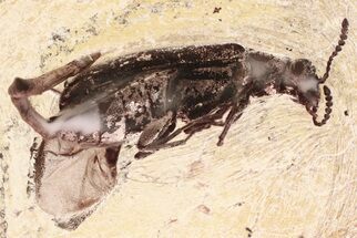 Detailed Fossil Beetle (Mycteridae) in Baltic Amber #335671