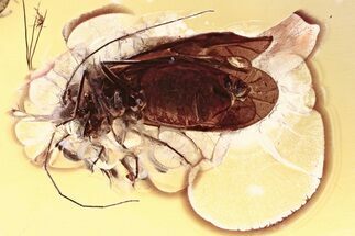 Detailed Fossil Barklouse, True Midge, and Spider in Baltic Amber #335815