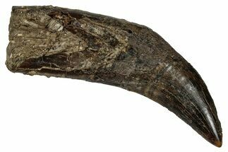 Serrated, Rooted Tyrannosaur Tooth - Judith River Formation #335904