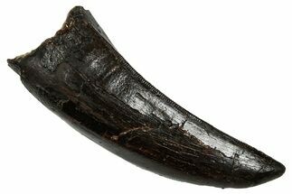 Serrated Tyrannosaur Tooth - Judith River Formation #335909
