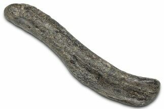 Juvenile Hadrosaur (Hypacrosaurus?) Humerus - Montana #335928