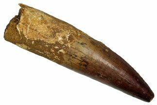 Real Fossil Spinosaurus Tooth - Beautiful Enamel Preservation #335990