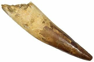 Real Spinosaurus Tooth - Massive Dinosaur Tooth #336012