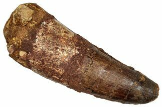 Real Fossil Spinosaurus Tooth - Robust Dinosaur Tooth #336018