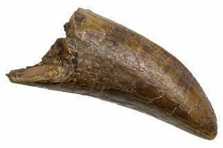 Robust, Fossil Tyrannosaurus (T Rex) Tooth - Wyoming #336019
