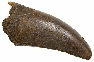 Robust, Fossil Tyrannosaurus (T Rex) Tooth - Wyoming #336020