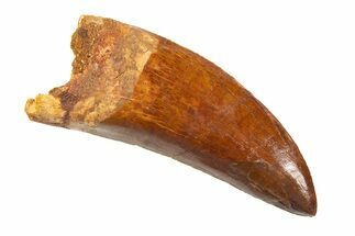 Serrated Carcharodontosaurus Tooth #336061