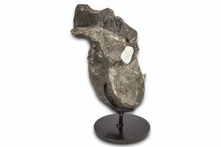 Hadrosaur (Hypacrosaurus) Dorsal Vertebra with Stand - Montana #336088