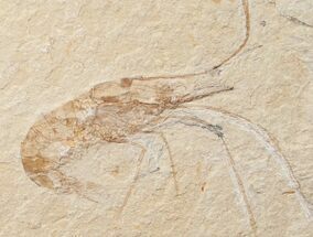 Fossil Shrimp Carpopenaeus From Lebanon #18152