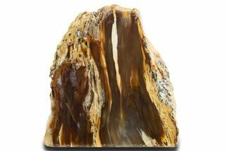 Colorful Polished Petrified Wood Stand-Up - California #336252