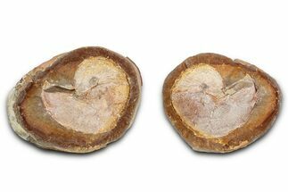 Pink Champagne Ammonite (Hoploscaphities) Fossil (Pos/Neg) - SD #336264