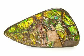 Iridescent Ammolite (Fossil Ammonite Shell) - Brilliant Greens #336271