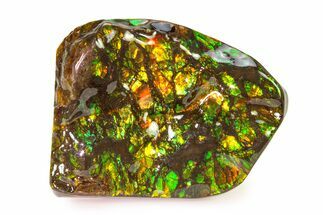 Iridescent Ammolite (Fossil Ammonite Shell) - Alberta #336283
