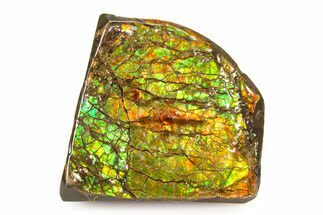 Iridescent Ammolite (Fossil Ammonite Shell) - Rainbow Colored #336288