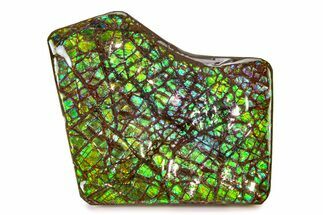 Flashy Ammolite (Fossil Ammonite Shell) - Greens & Purples #336349