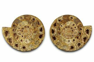 Cut & Polished Jurassic Ammonite (Perisphinctes) Fossil #336417