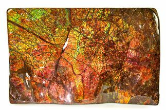 Flashy Ammolite (Fossil Ammonite Shell) - Greens & Oranges #336368
