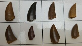 Lot Of Eight Raptor Teeth - Real Dinosaur Teeth #336604