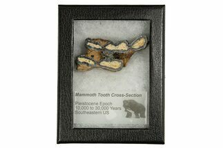 Mammoth Molar Slice With Case - South Carolina #335360