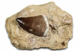 Fossil Mosasaur (Thalassotitan) Tooth in Rock - Morocco #336364