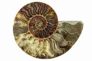 Cut & Polished Ammonite Fossil (Half) - Madagascar #336651