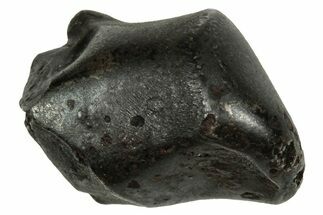 Fusion Crusted Sikhote-Alin Iron Meteorite ( g) - Russia #334554
