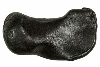 Fusion Crusted Sikhote-Alin Iron Meteorite ( g) - Russia #334583
