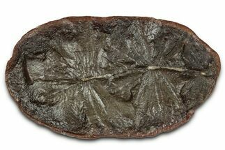 Fossil Horsetail (Annularia) Nodule Half - Mazon Creek #336174