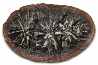 Fossil Horsetail (Annularia) Nodule Half - Mazon Creek #336176