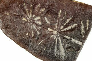 Fossil Horsetail (Annularia) Nodule Half - Mazon Creek #336184