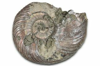 Iridescent, Pyritized Ammonite (Quenstedticeras) Fossil - Russia #336205