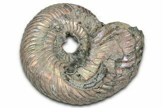Iridescent, Pyritized Ammonite (Quenstedticeras) Fossil - Russia #336208