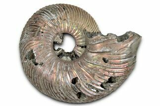 Iridescent, Pyritized Ammonite (Quenstedticeras) Fossil - Russia #336213