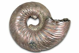 Iridescent, Pyritized Ammonite (Quenstedticeras) Fossil - Russia #336220