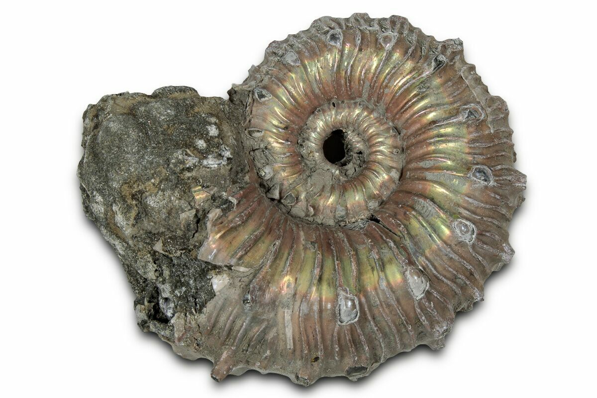 Pyritized Shells 1.8